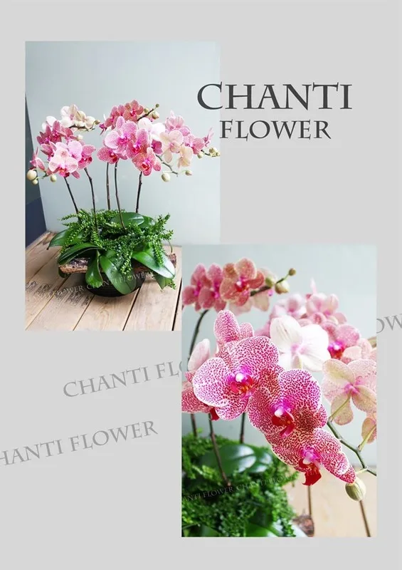 NT$3000
1商品編號：
2內容：進口孤挺花，藍繡球花，紫薊花，銀葉菊，白乒乓菊，白桔梗40
3商品尺寸：30×30×（H)
